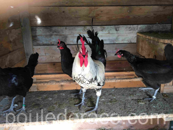 la poule Denizli la poule Denizli