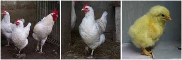 Marans blanche Marans blanche