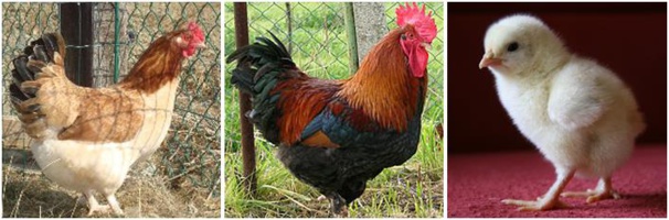 Marans froment Marans froment