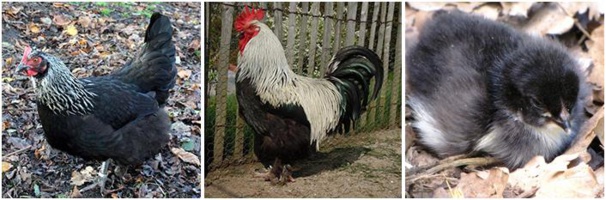 Marans "noir à camail argenté" Marans "noir à camail argenté"