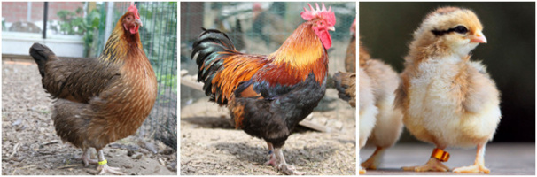 Marans "saumon doré"