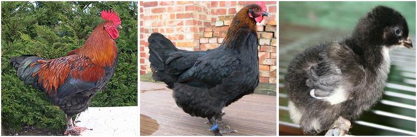 Marans " noir à camail cuivré" Marans " noir à camail cuivré"