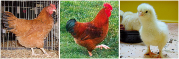 Marans "fauve à queue noire" Marans "fauve à queue noire"