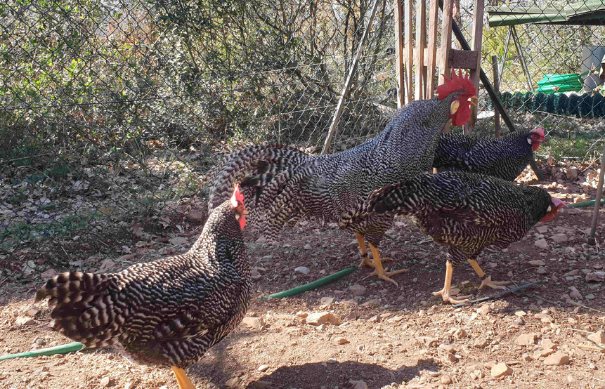poules et coq italienne barré poules et coq italienne barré
