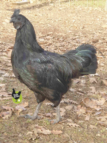 poule ayam cémani