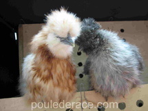 poule soie poule soie