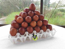 Pourquoi adopter des poules de race pure: un choix responsable et passionné Pourquoi adopter des poules de race pure: un choix responsable et passionné