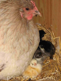 poule orpington avec ses poussins
