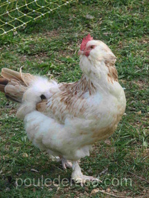 poule faverolles poule faverolles