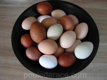 Avantages et inconvénients d’avoir des poules : ce qu’il faut vraiment savoir avant de se lancer Avantages et inconvénients d’avoir des poules : ce qu’il faut vraiment savoir avant de se lancer