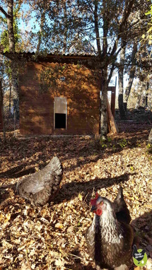 poulailler maison cf poulederace.com