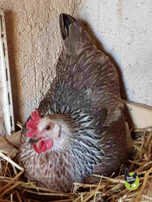 poule marans saumon argenté poule marans saumon argenté