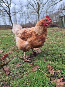 poule rousse industrielle de réforme poule rousse industrielle de réforme