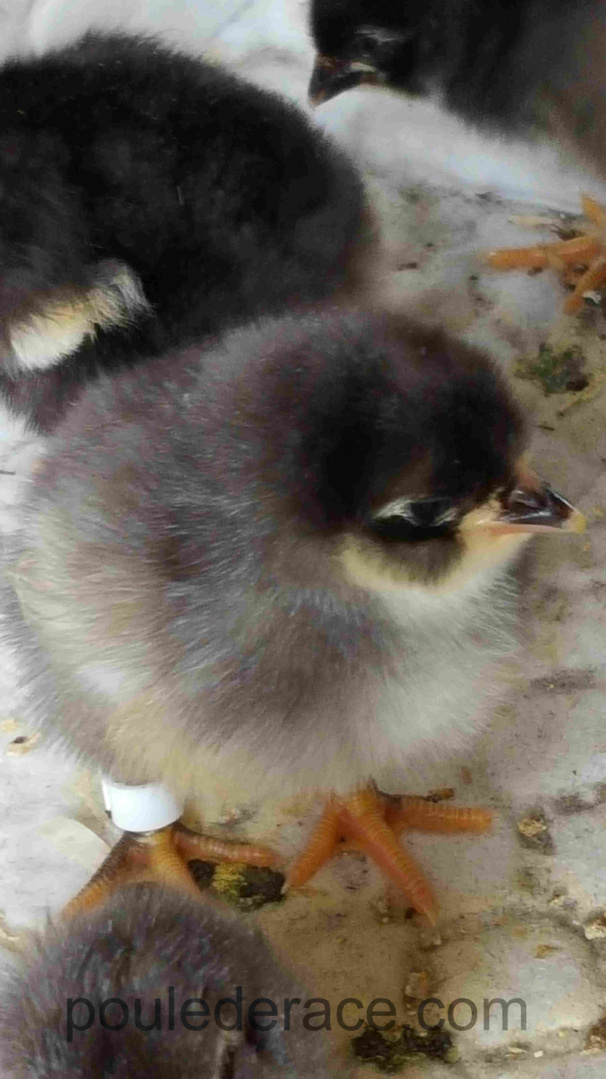 Poussin BCA 1jour Poussin BCA 1jour