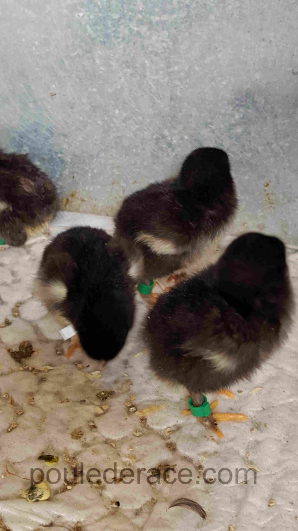 Poussins NCA Poussins NCA