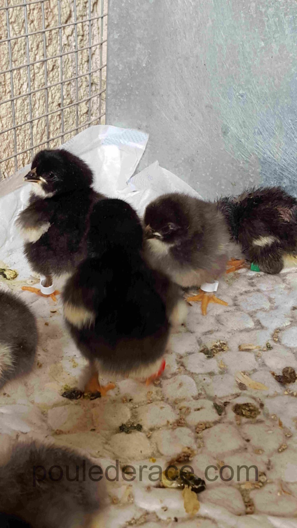 Poussins NCA/BCA Poussins NCA/BCA