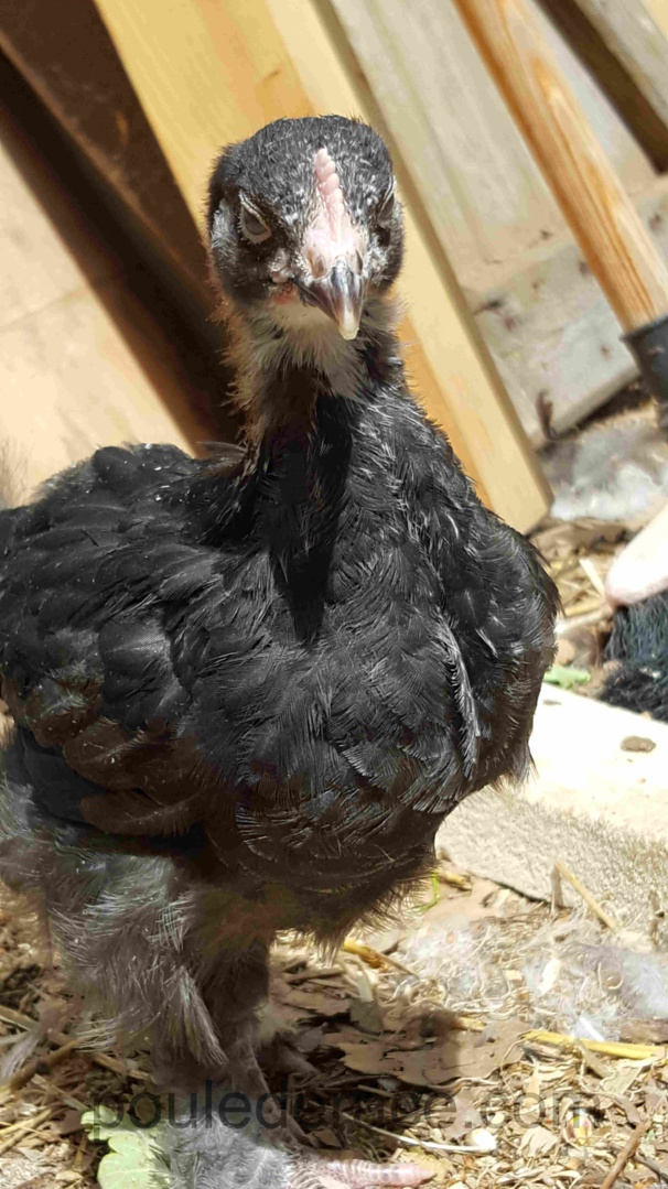 NCA certainement un futur Coq NCA certainement un futur Coq