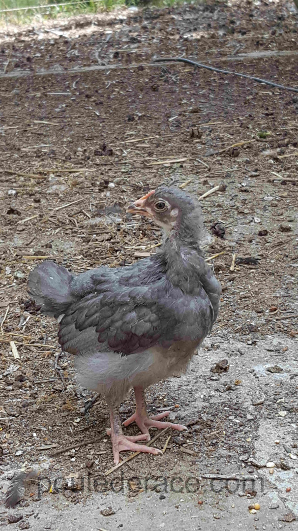 une poulette "bleu à camail argenté"