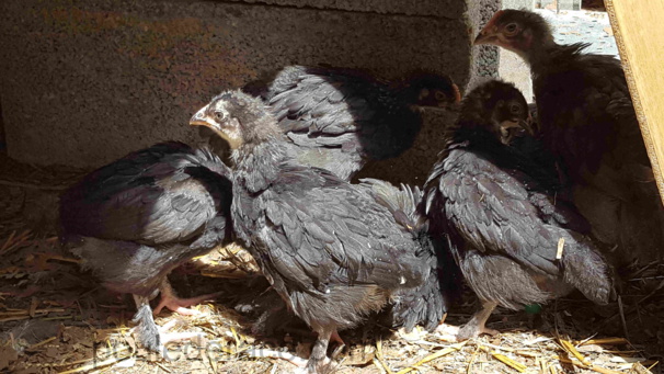 Marans noir à camail argenté 1 mois Marans noir à camail argenté 1 mois
