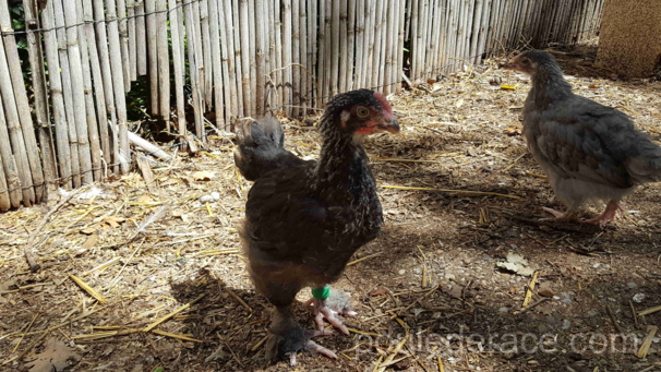 un coq Marans "noir à camail argenté" et une poulette Marans "bleu à camail argenté" 6 mois