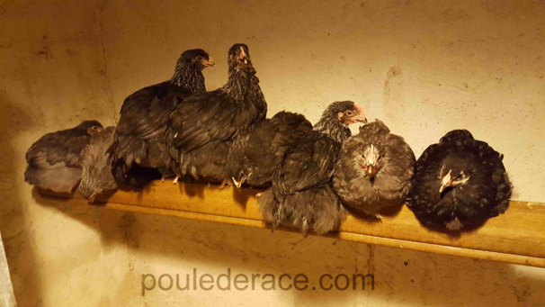 Marans "noir et bleu à camail argenté" Marans "noir et bleu à camail argenté"