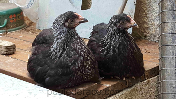poules Marans "noir à camail argenté" poules Marans "noir à camail argenté"