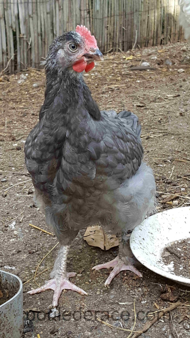 Coq Marans "bleu à camail argenté"