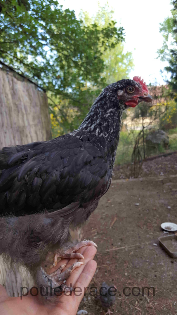 Coq Marans "noir à camail argenté"