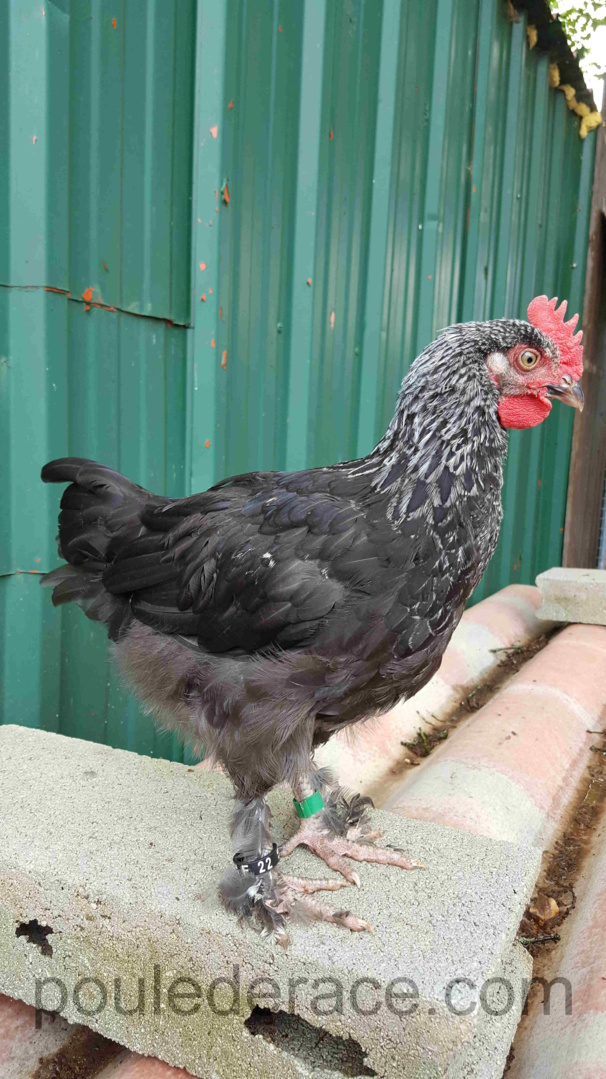 Coq Marans "noir à camail argenté"