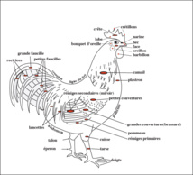 Dessin de Bingo74, sur le Forum du MCF. Dessin de Bingo74, sur le Forum du MCF.