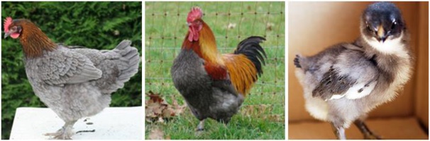 Famille Marans "bleu à camail cuivré"