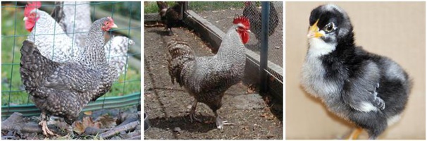 Famille Marans "coucou à camail argenté" Famille Marans "coucou à camail argenté"