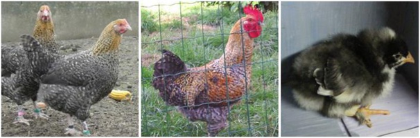 Famille coucou à camail doré Famille coucou à camail doré