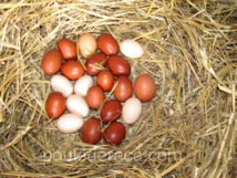 Les oeufs du commerce Les oeufs du commerce