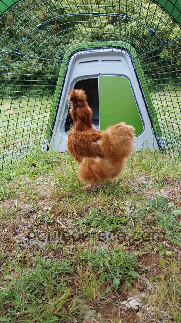 ma poule soie continue la visite ma poule soie continue la visite