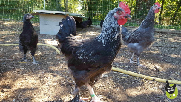 Coqs Marans bleu à camail argenté et noir à camail argenté