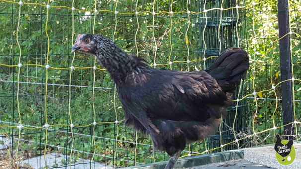 poule Marans "noir à camail argenté"