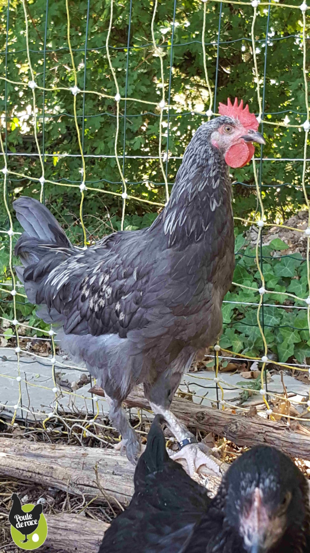 Coq Marans bleu à camail argenté