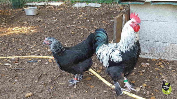 couple marans "noir à camail argenté"