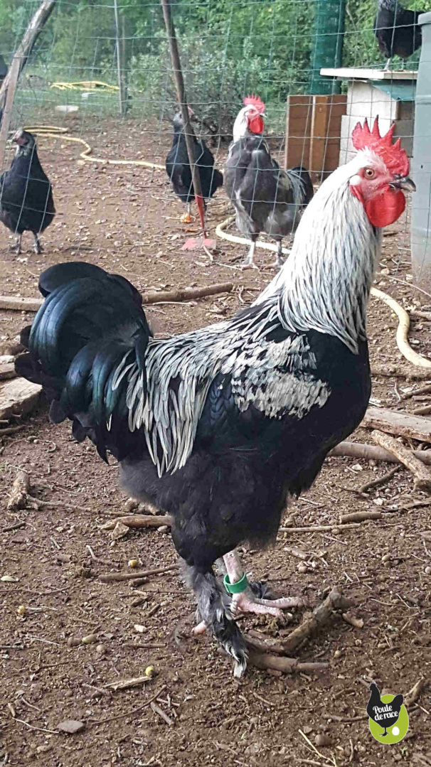 coq marans noir à camail argenté