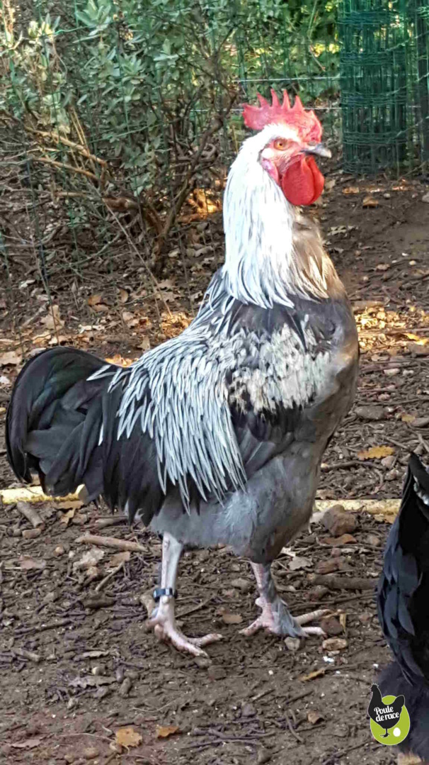 coq marans bleu à camail argenté