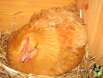 poule orpington fauve qui couve pour la premiere fois de la saison poule orpington fauve qui couve pour la premiere fois de la saison