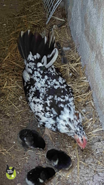 poule espagnole poule espagnole