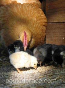 poule orpington poule orpington