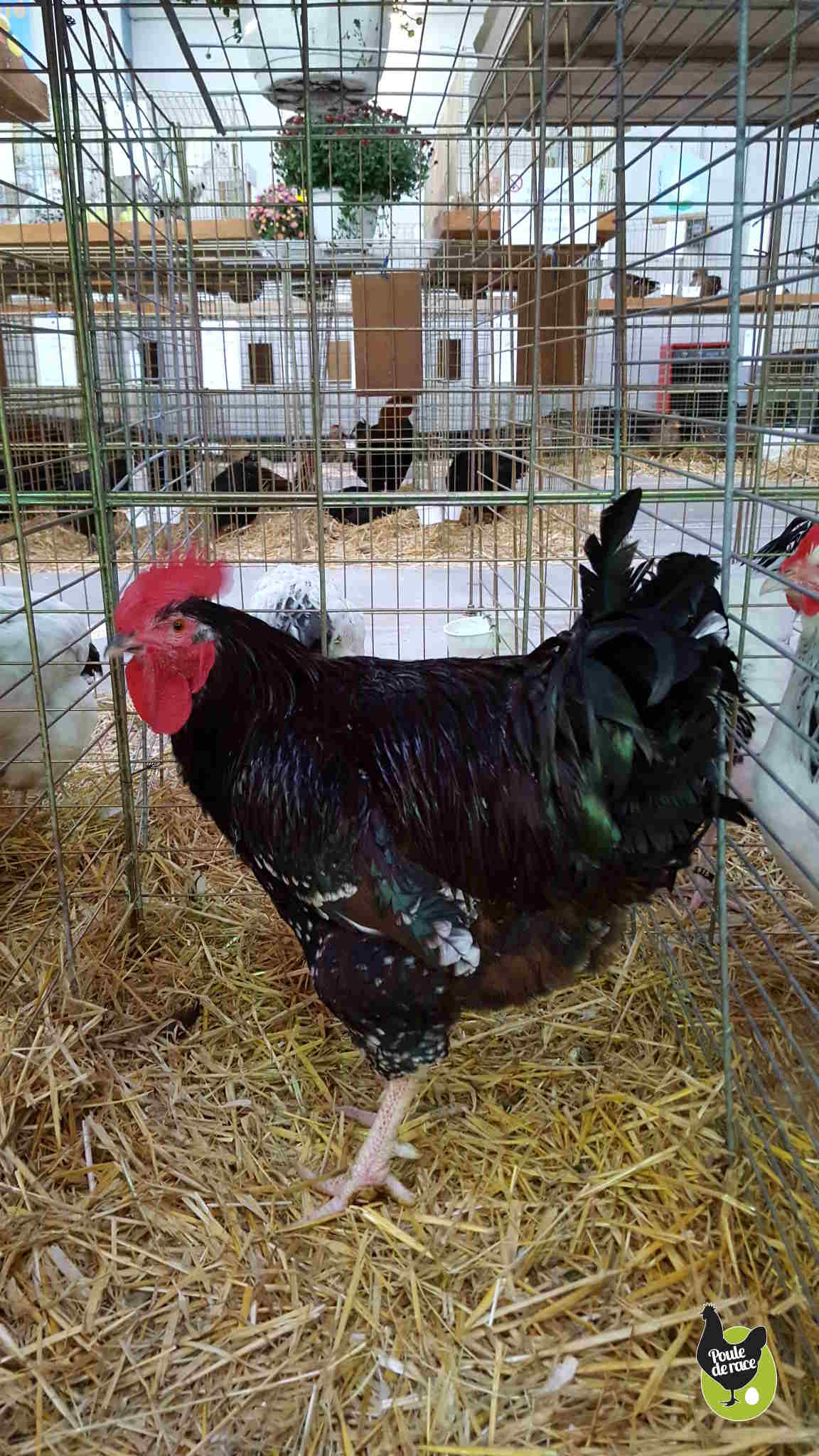 coq sussex porcelaine rouge coq sussex porcelaine rouge