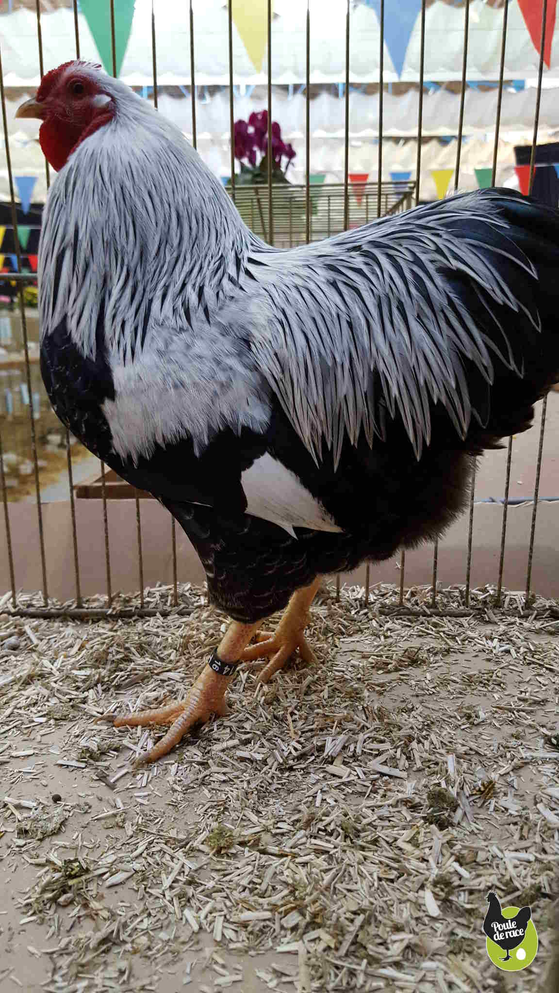 coq wyandotte argenté nain