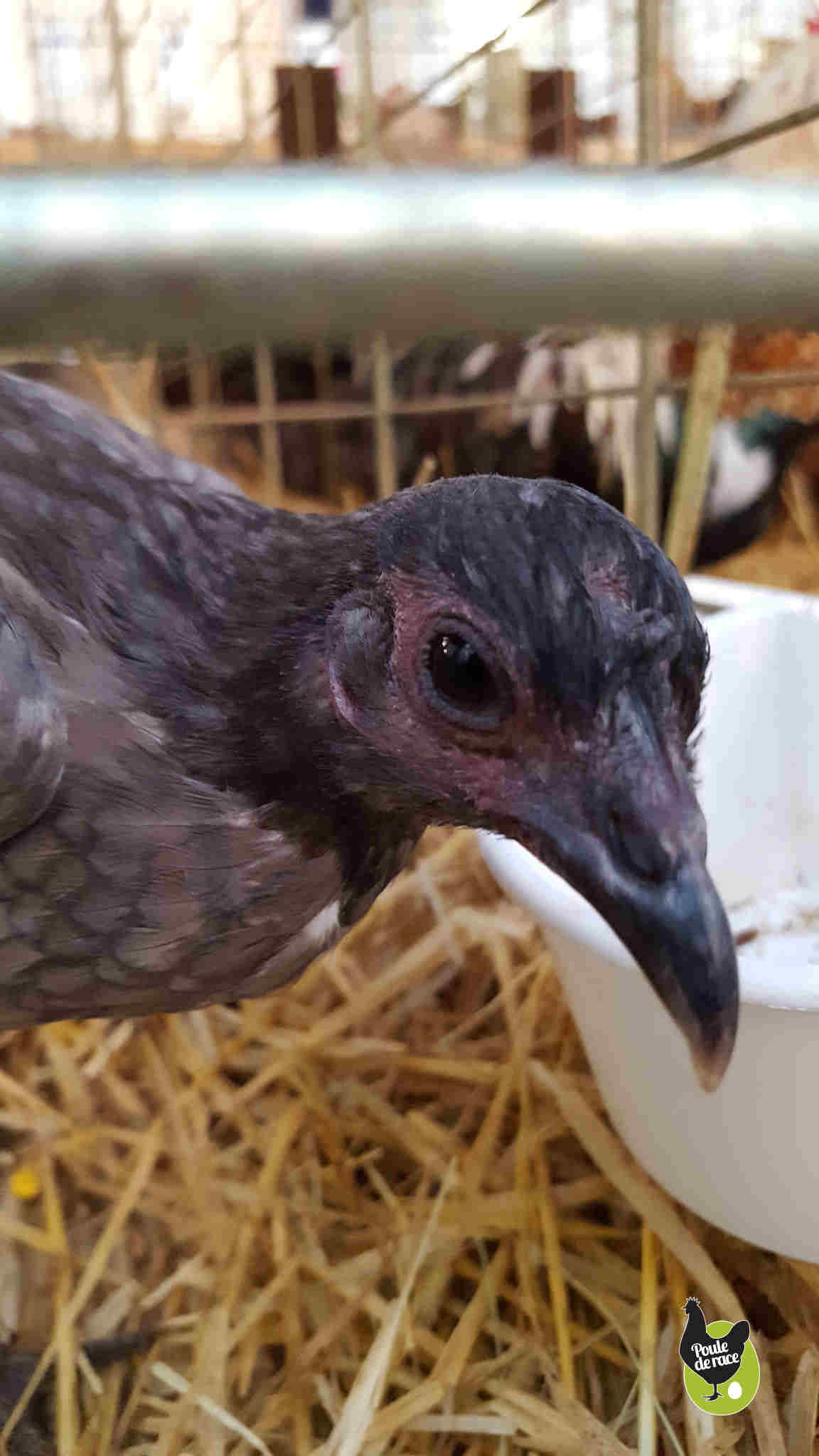 une poule combattant anglais bleu bien curieuse