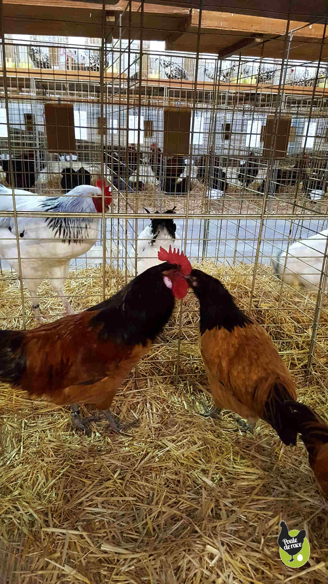 coq et poule vorwerk coq et poule vorwerk