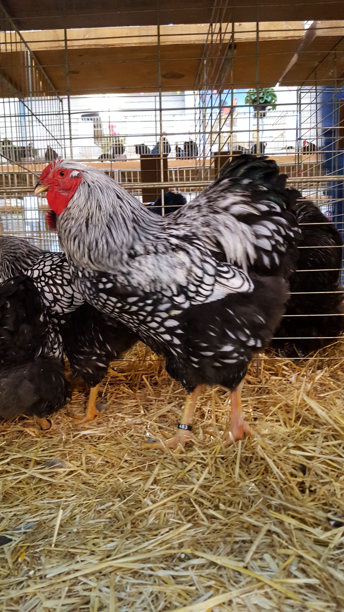 Coq wyandotte argenté Coq wyandotte argenté