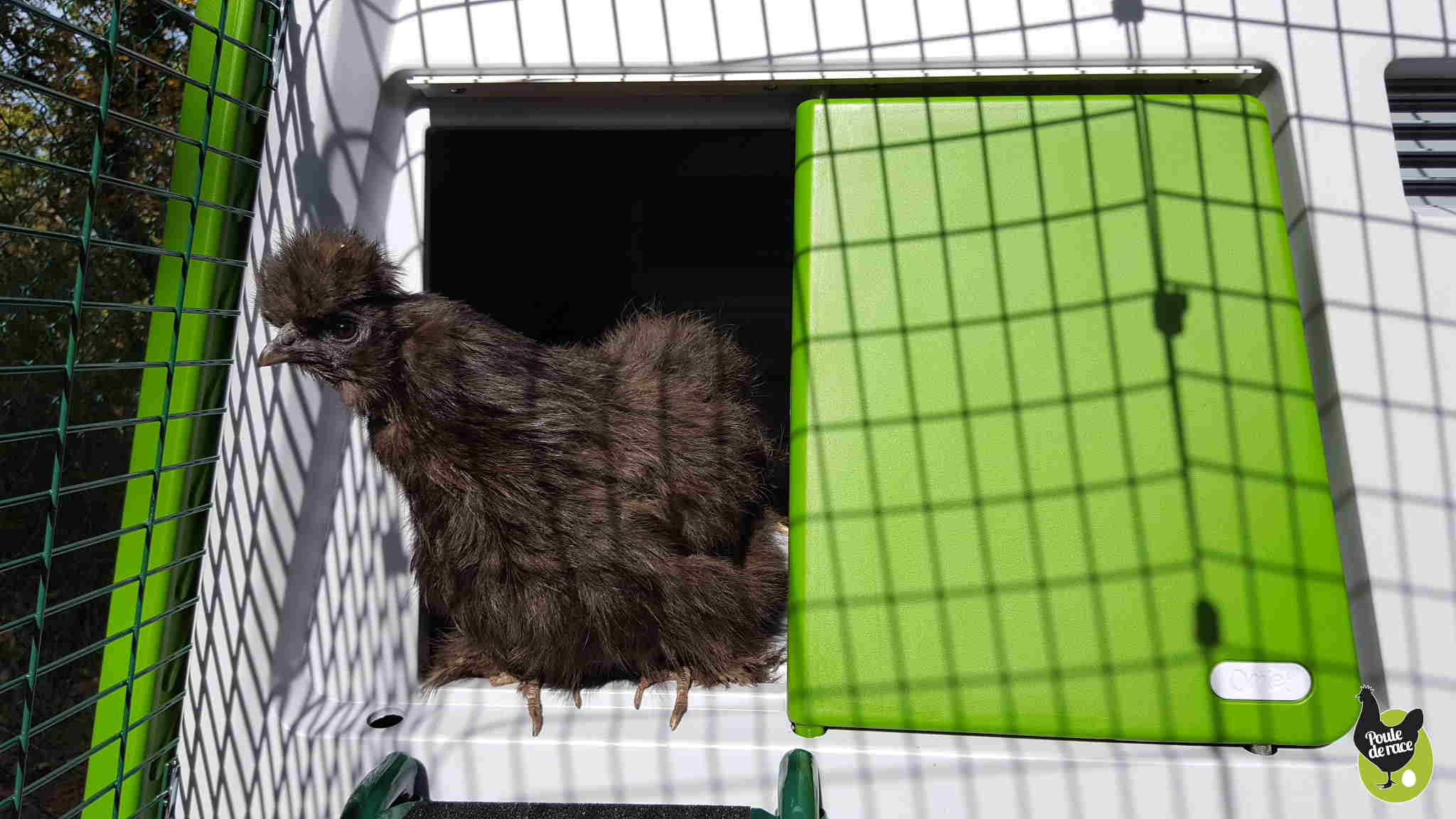 Le Nouveau Poulailler Eglu Cube